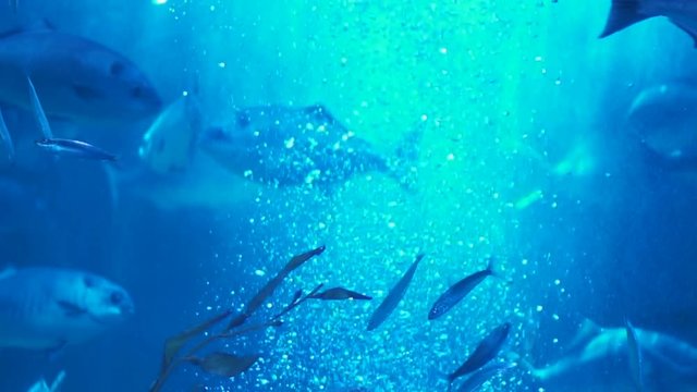 Slow Motion Underwater Sea Sunlight And School Of Fish 120fps