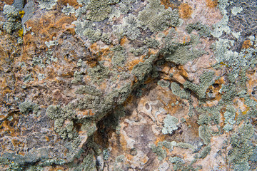 Lichen and moss subtlely color the surface of a rock found on a hiking trail in the Rocky Mountains
