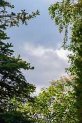 Небо сквозь деревья