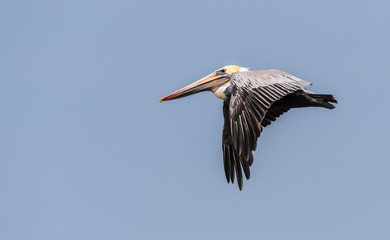 Brown pelican flying in a blue sky close up