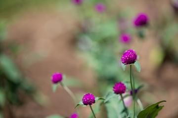 Fototapeta premium ピンク色のセンニチコウの花