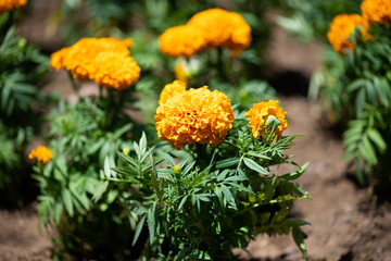 オレンジ色のマリーゴールドの花のアップ