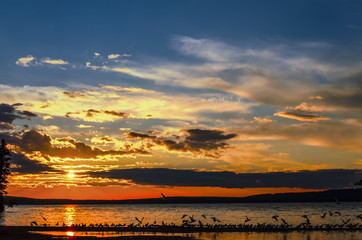 Obraz premium Seagulls flying over the Waskesiu Lake in summer sunset