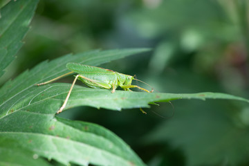 Fototapeta premium 葉っぱの上のキリギリスのアップ