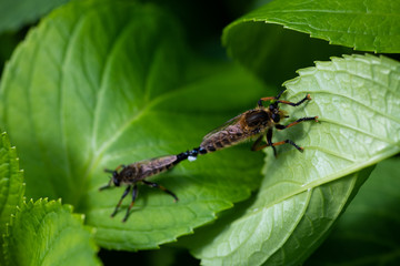 葉っぱの上で交尾をするアブ