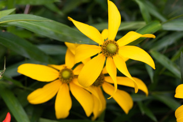 黄色いオオハンゴンソウの花	