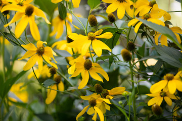 黄色いオオハンゴンソウの花	