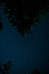 Fototapeta premium Night Forest