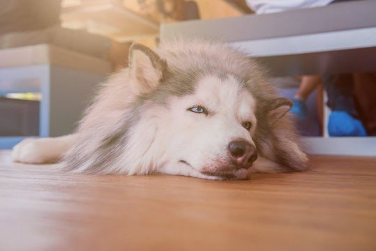 Siberian Husky, sleepy dog and lovely pet