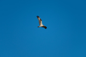 Osprey