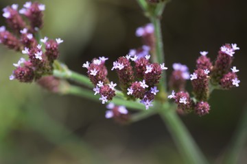 Verbena bonariensis flowers