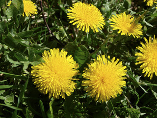 Taraxacum officinale or dandelion yellow flowers with green grass