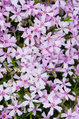 Phlox subulata pink flowers