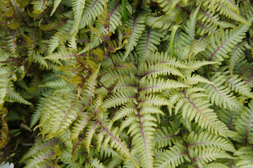 Athyrium niponicum or oriental ladyfern or japanese painted fern