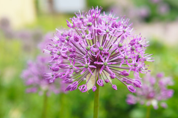 Allium or ornamental onions purple flower head