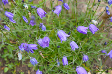Campanula rotundifolia or harebell blue flowers