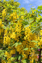 藤の花　キバナフジ