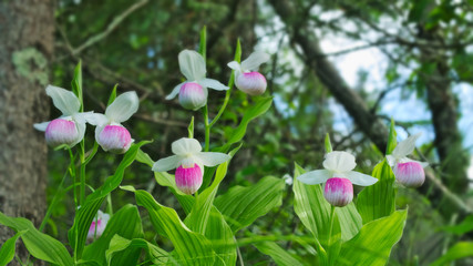 Showy Lady's-slippers - Cypripedium reginae - also known as Pink-and-white Lady's-slipper or the Queen's Lady's-slipper. Beautiful Minnesota State Flower - pink and white in authentic natural setting © scandamerican