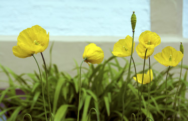 Obraz premium Tynemouth Flowers