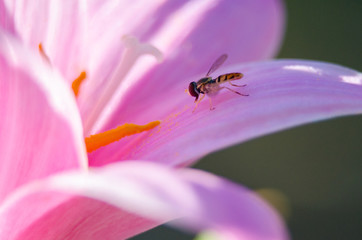 fly on pedal of pink flower