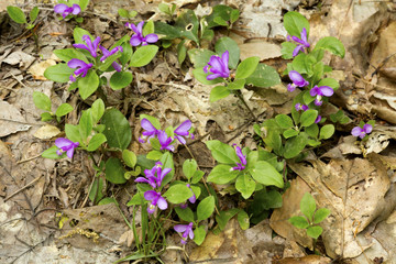 Purple flowers of fringed polygala in Newbury, New Hampshire.