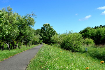 Obraz premium 春の札幌、タンポポの咲く遊歩道の風景