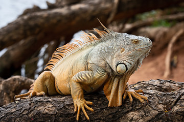 Costa Rica Tortuguero Iguana.