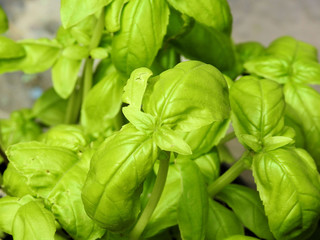 Sweet Basil Leaf
