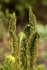 Fertile stalks of cinnamon fern in Newbury, New Hampshire.