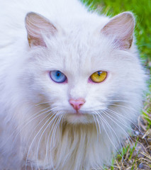 Fototapeta na wymiar portrait of a white cat