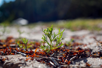 Grass at sea shore, Finland