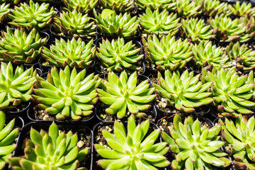 Fototapeta premium Tray of Succulents - spiney - borderless - overhead