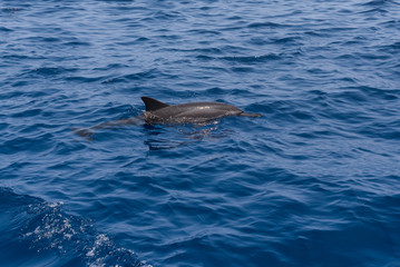 Dolphin on the surface