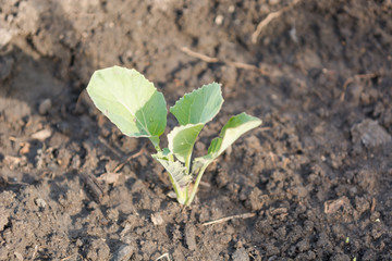 A small cabbage grows. Cabbage seedlings. Gardener.