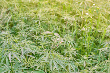 Wild marijuana growing outside in a field