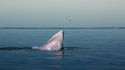 Fototapeta premium The Bryde's Whale.