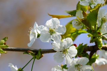 Kirschblüte 2