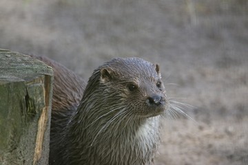 Otter 2