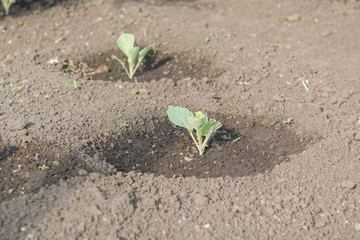 A small cabbage grows. Cabbage seedlings. Gardener.