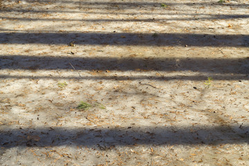 Ice-covered dirt road with long trees shadows in early spring in blurred vignette.
