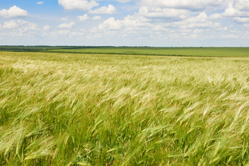 young wheat field as background, bright sun, beautiful summer landscape