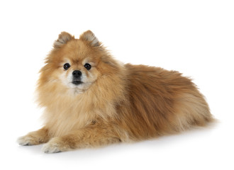 pomeranian in studio