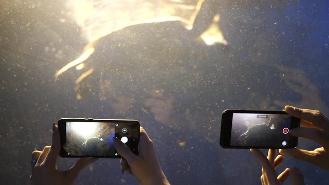 Girls hold phones takes pictures of fishes and turtle behind glass tube under water aquarium