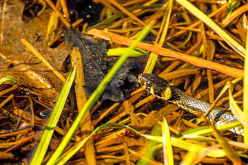 European grass snake in a moor lake in Poland