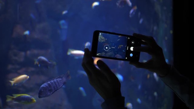 Female hands silhouette holds phone takes pictures of fishes behind glass tube under water aquarium