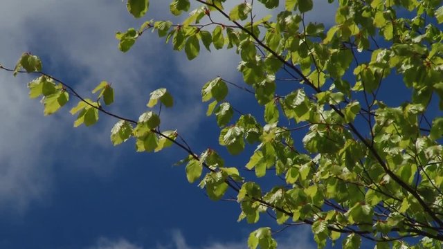 Trees and leaves against the blue sky. Nature begins to blossom. Spring
