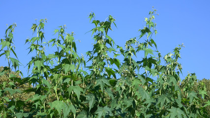 Vegetative background from blooming plants