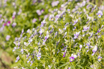 Flower bed with flowers. Flowers in the garden.