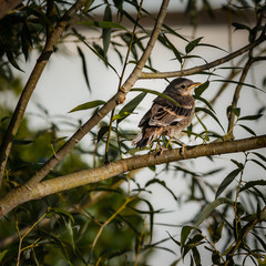 Fototapeta premium Morning Bird