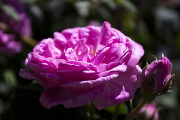 Flowers pink rose for tea, delicate and beautiful flowering color, background